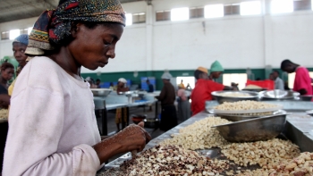 Governo moçambicano autoriza exportação da castanha de caju em bruto