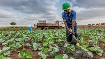 Angola procura parceiros para fomentar o agronegócio
