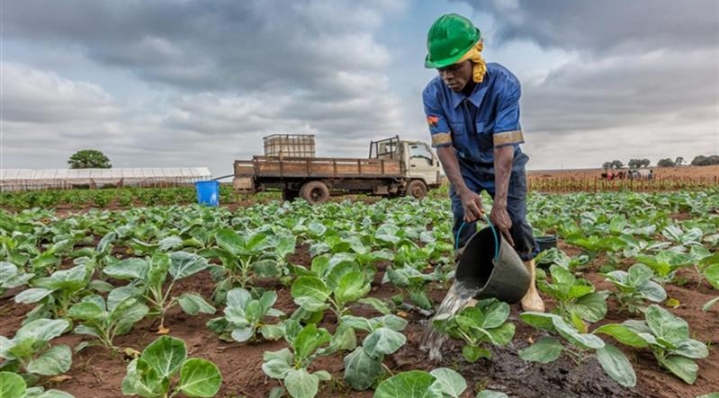 Angola procura parceiros para fomentar o agronegócio
