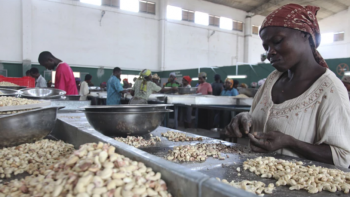 Preço de referência da castanha em Moçambique baixou