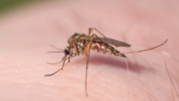 Vários casos de dengue registados em Cabo Verde