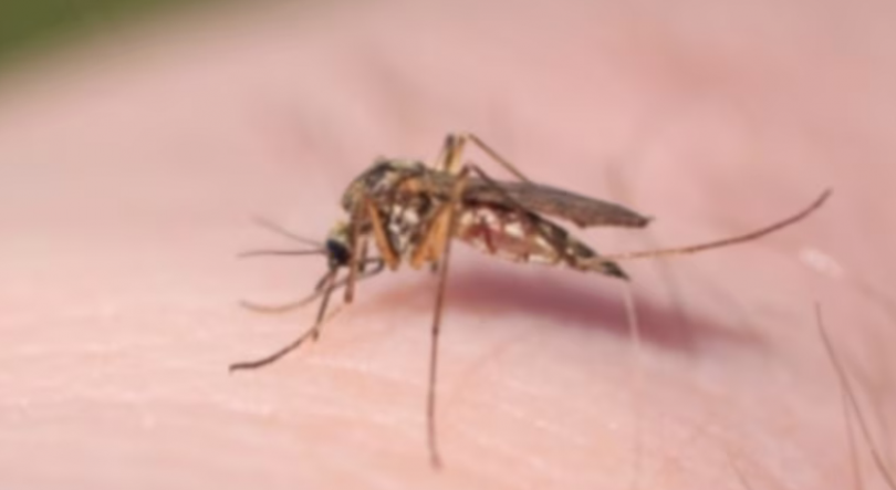 Vários casos de dengue registados em Cabo Verde