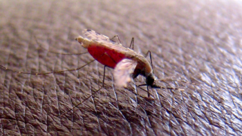Mosquitos genéticamente modificados contra o paludismo em São Tomé e Príncipe