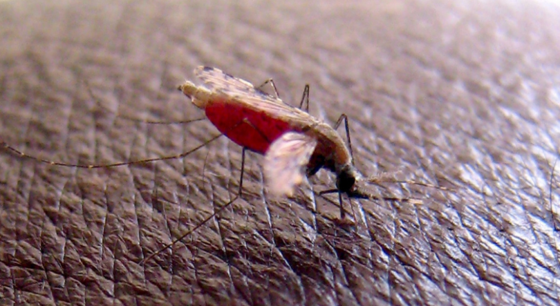 Mosquitos genéticamente modificados contra o paludismo em São Tomé e Príncipe