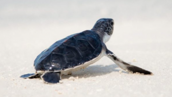 Tartarugas marinhas sob ameaça de extinção em Angola