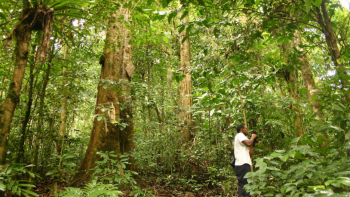 São Tomé e Príncipe precisa de restaurar 36 mil hectares