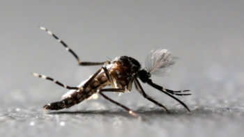 Mosquitos geneticamente modificados combatem paludismo