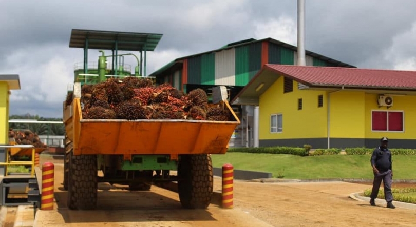 São Tomé e Príncipe: Trabalhadores da Agripalma pedem intervenção do chefe de Estado