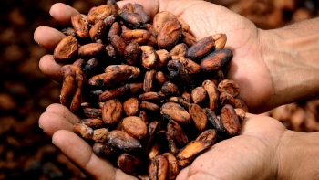 São Tomé e Príncipe: Cacau biológico continua dos principais produtos de exportação