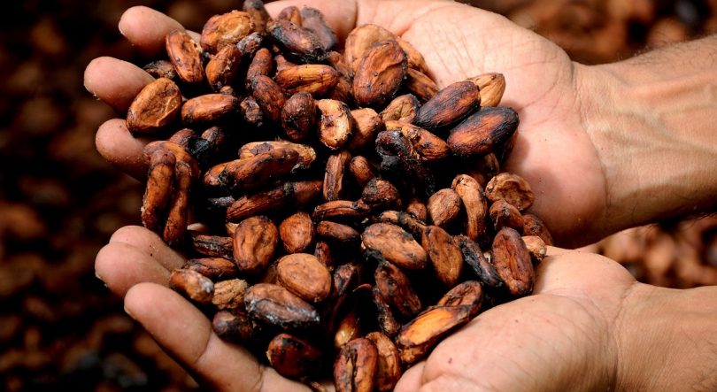 São Tomé e Príncipe: Cacau biológico continua dos principais produtos de exportação