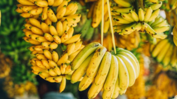 Programa de subvenção para a regeneração da cultura de bananeira em Cabo Verde