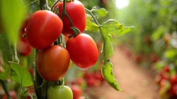Agricultores em Luanda preveem baixa do preço de tomate com aumento de produção