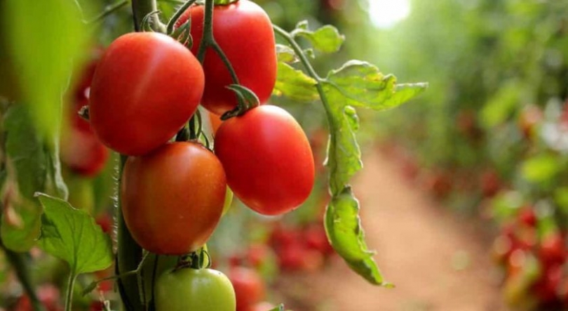 Agricultores em Luanda preveem baixa do preço de tomate com aumento de produção