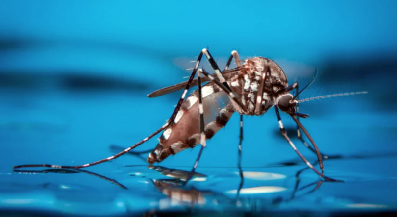 Cabo Verde enfrenta pico de dengue com 8.000 casos e 2 mortes, diz Governo