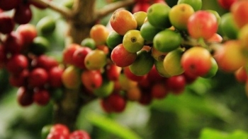 Imagem de Moçambique procura financiamento para abrir centro do café