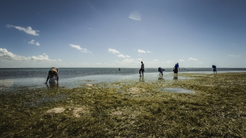 Imagem de As guardiãs do Índico