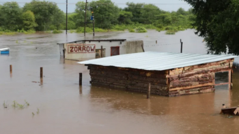 Imagem de Em Moçambique, só numa província, mais de 2 mil animais morreram nas últimas cheias e inundações