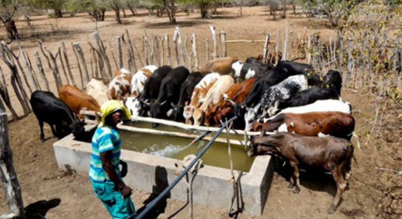 Imagem de África pode perder 65 por cento das suas pastagens até final do século