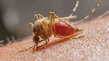 Imagem de Aumento de 100 por cento dos casos de malária na província de Gaza