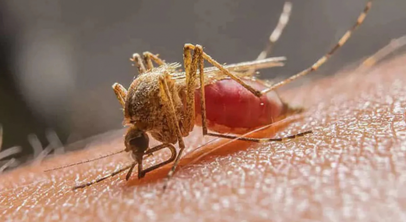 Imagem de Aumento de 100 por cento dos casos de malária na província de Gaza